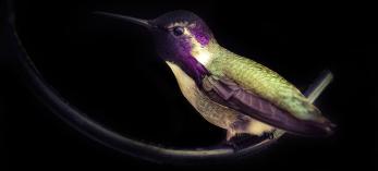 “Reprieve” by Max Tuttle/Honorable Mention in the 2025 student photo contest, is a photo of a green and purple hummingbird against a dark backdrop.