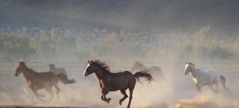 A brown horse with a white blaze runs in the foreground, kicking up dust, while other horses are blurred in the background. 