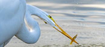 Photograph of great egret catching a small fish is by Jack Dykinga.