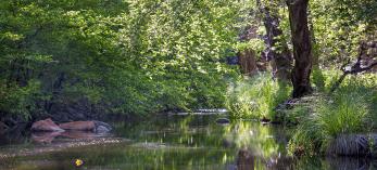 The electric greens of spring are captured in this view of Wet Beaver Creek by Derek von Briesen.