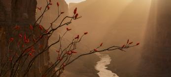 A blooming ocotillo is the key to Adam Scallau's image of the Colorado River from Whitmore Canyon Overlook on the Grand Canyon's north rim.