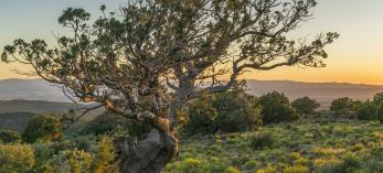 A stately alligator juniper punctuates the summit of Porcupine Mountain. | Laurence Parent