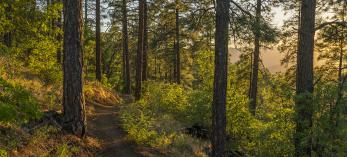 Ponderosa pine trees flank the Ranch Trail in the Prescott National Forest. | Laurence Parent