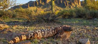 A gila monster rests in a rocky desert setting beneath the Superstition Mountains. | Bruce D. Taubert