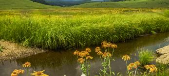 Wildflowers and grasses line the banks of the West Fork of the Black River along Eastern Arizona’s Thompson Trail. By Laurence Parent 