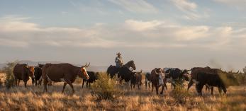 Cowboy Van Williams moves cattle through an Arizona pasture. | JEFF KIDA