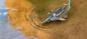 Two humpback chubs swim in shallow water. By Jack Dykinga