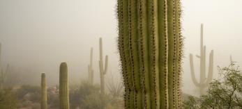 Photograph of saguaros in a foggy desert landscape is by Gurinder Singh.