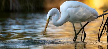 A wading great egret by Tyler Hartung won Best of Show in the 2025 Wildlife Photo Contest, sponsored by Arizona Game & Fish