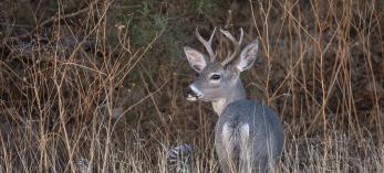 Chiricahua National Monument is home to hundreds of species, including Coues white-tailed deer. | Bruce D. Taubert