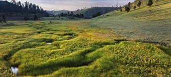 Sunrise paints a meadow along  Forest Road 249, or Three Forks Road, which is part of the Nutrioso Loop drive in the White Mountains of Eastern Arizona. | Rusty Childress