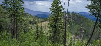 A building thunderstorm looms over the Kendrick Trail, in the Kaibab National Forest. | Laurence Parent