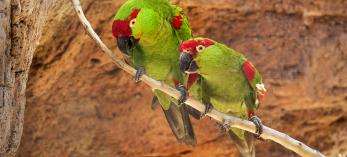 Thick-billed parrots once were plentiful in Arizona, but today, the state has only six — all in captivity. This pair lives at the Arizona-Sonora Desert Museum in Tucson. | Bruce D. Taubert