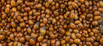 Photograph of a convergent lady beetle mass is by Bruce D. Taubert