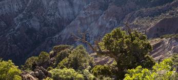A sunlit slope in the Mount Logan Wilderness is awash with desert vegetation. The 14,650-acre wilderness area was designated in 1984. | JONATHAN BUFORD