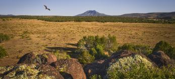 A solitary bird punctuates a view of Mount Hope from the jumble of volcanic boulders known as Anvil Rock. | SHANE McDERMOTT