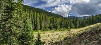The West Baldy Trail winds through  a meadow in the White Mountains of  Eastern Arizona | Laurence Parent