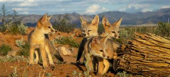 Photograph of four kit fox cubs in a sandy desert wash is by Bruce D. Taubert