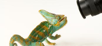 A veiled chameleon confronts a camera lens at Rolling Hills Wildlife Adventure, Salina, Kansas. By Joel Sartore