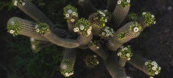 Saguaros crowned with blossoms are photographed from above by Shane McDermott operating a drone. drone