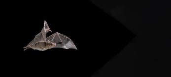 In the United States, Arizona, with 29 bat species, is second only to Texas. Last year, the state cut that deficit by one when the endangered Mexican long-nosed bat (Leptonycteris nivalis, pictured here), a nectar-eating species, was officially confirmed in Southeastern Arizona. | JOSÉ MARTÍNEZ-FONSECA