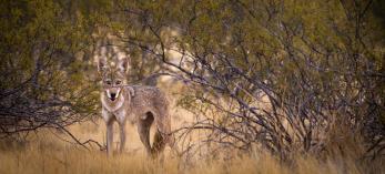 A coyote in thick vegetation just south of Florence surveys its surroundings. | Eirini Pajak