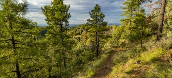 The Smith Ravine Trail offers hikers a moderate stroll through a forest of mixed conifers and hardwoods. | Laurence Parent