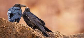 Photograph of two ravens perched on red rocks is by John Sherman.