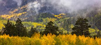 Fog lingers over a stand of golden aspens in Lockett Meadow, in the San Francisco Peaks. | CLAIRE CURRAN