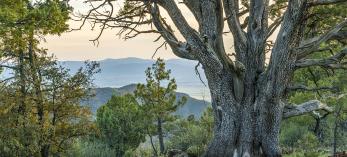 A massive alligator juniper marks the high point of Yeager Canyon Trail No. 28,  part of the Yeager Canyon Loop. | Laurence Parent