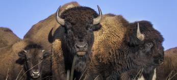 Two adult and one juvenile American bison are pictured as part of a larger group. | Bruce D. Taubert
