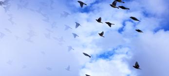 A flock of birds is partially obscured by clouds as it flies upwards against a blue and white backdrop. By Norma Jean Gargasz