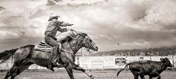 A cowboy stretches out to fire his lasso at a calf during the calf roping competition at the Arizona Cowpuncher’s Reunion Association rodeo in Williams. | Bev Pettit 