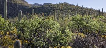0118_blackettridgetrail.jpg