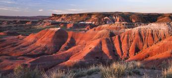 0518_petrifiedforest.jpg