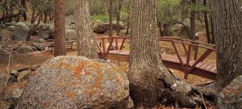 camp_west_wildcow_p155.jpg
