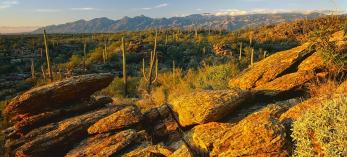 drive_0115_saguaronationaleast.jpg