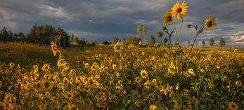 drive_eastmogollonrimrds0813.jpg