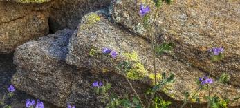 hike_0214_s_wildburro.jpg