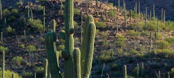 hike_0313_kingcanyontrail.jpg