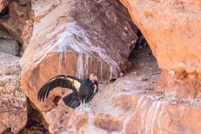 See A California Condor Nest From Navajo Bridge