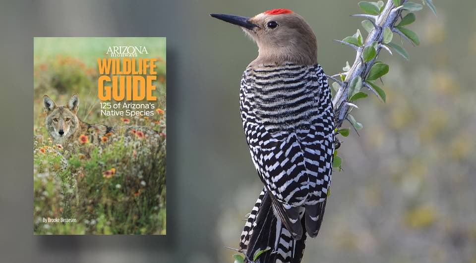 Get to Know Arizona's Animals in Our New Wildlife Guide | Arizona Highways