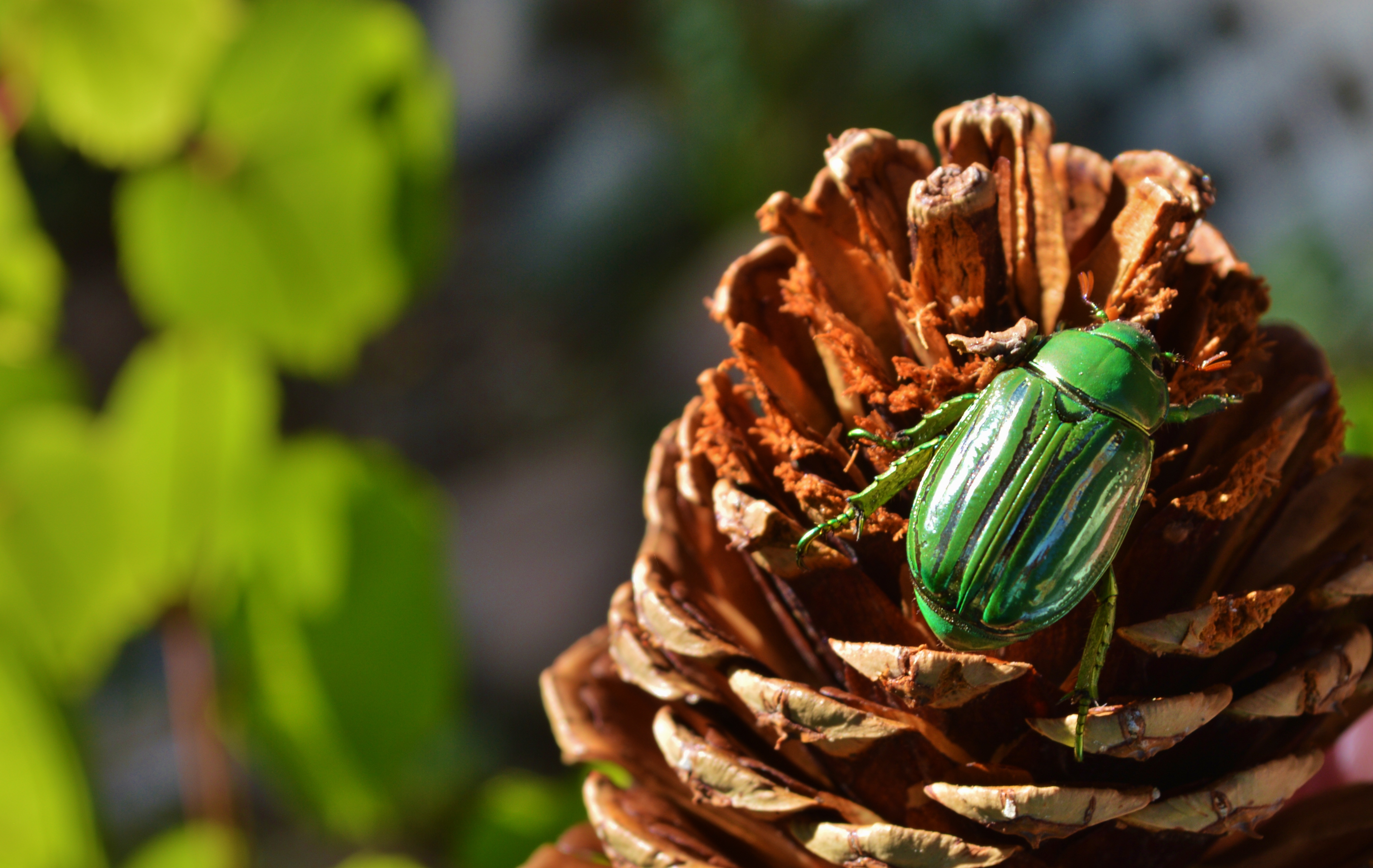 Photo by Samantha L Moyer  |  Glorious scarab on pinecone