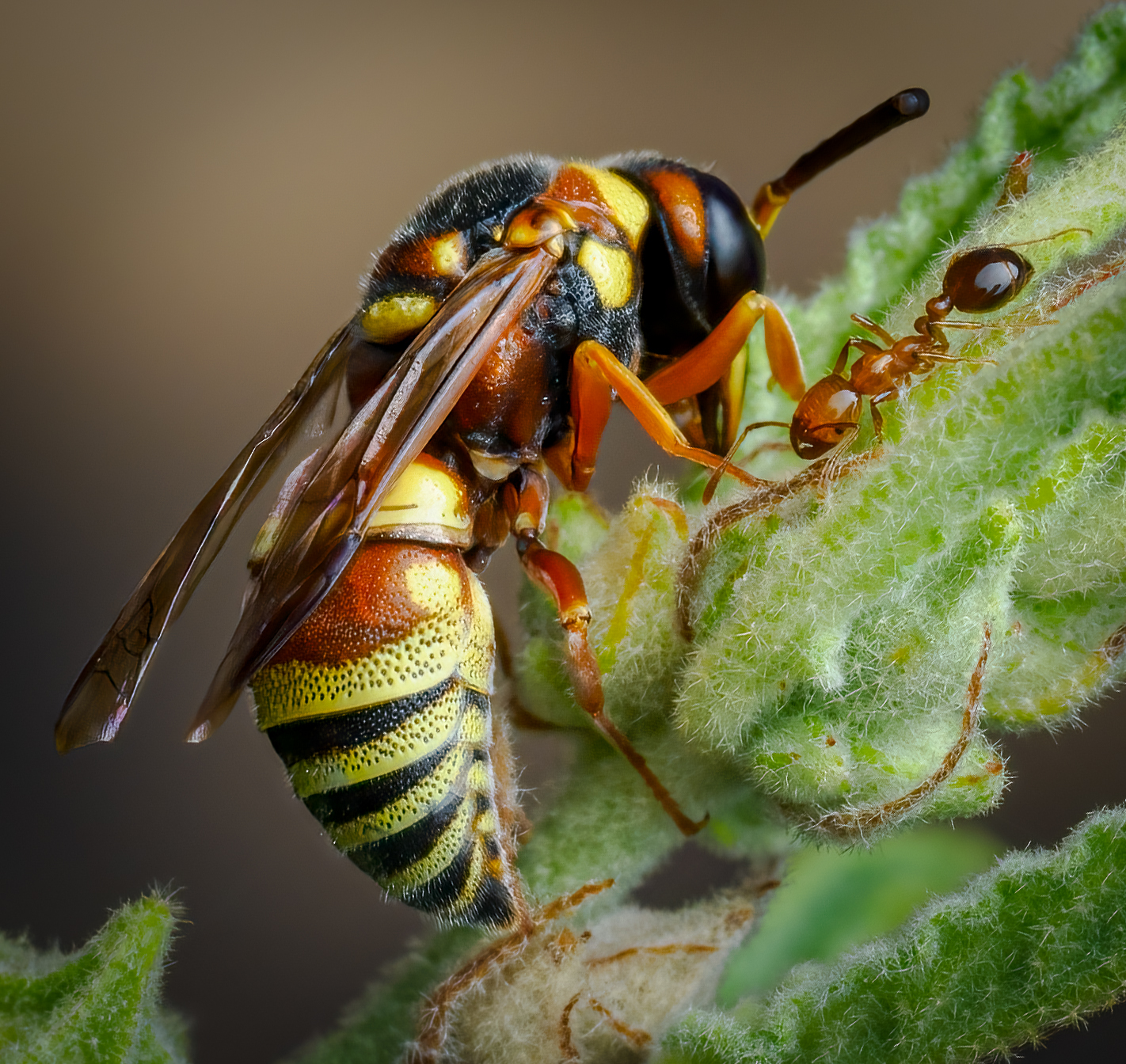 Photo by Gary Smith  |  The wasp and the ant.  An active insect morning in July, handheld with flash.