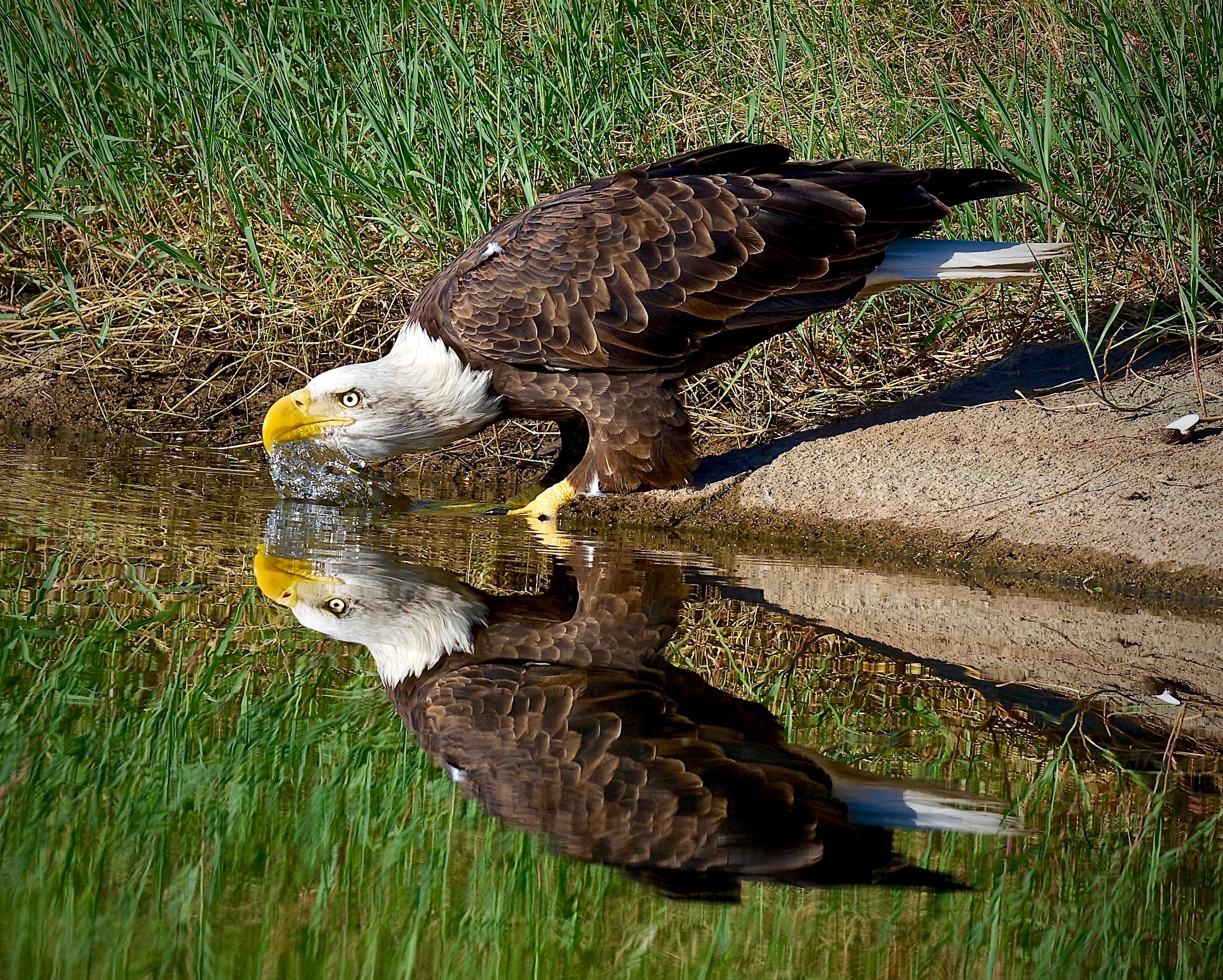 Photo by Mark Koster  |  Scottsdale's male Bald Eagle that the locals call "Bandit" taking a drink from on of the small ponds located right in our condo front yard in the Heart of Scottsdale !