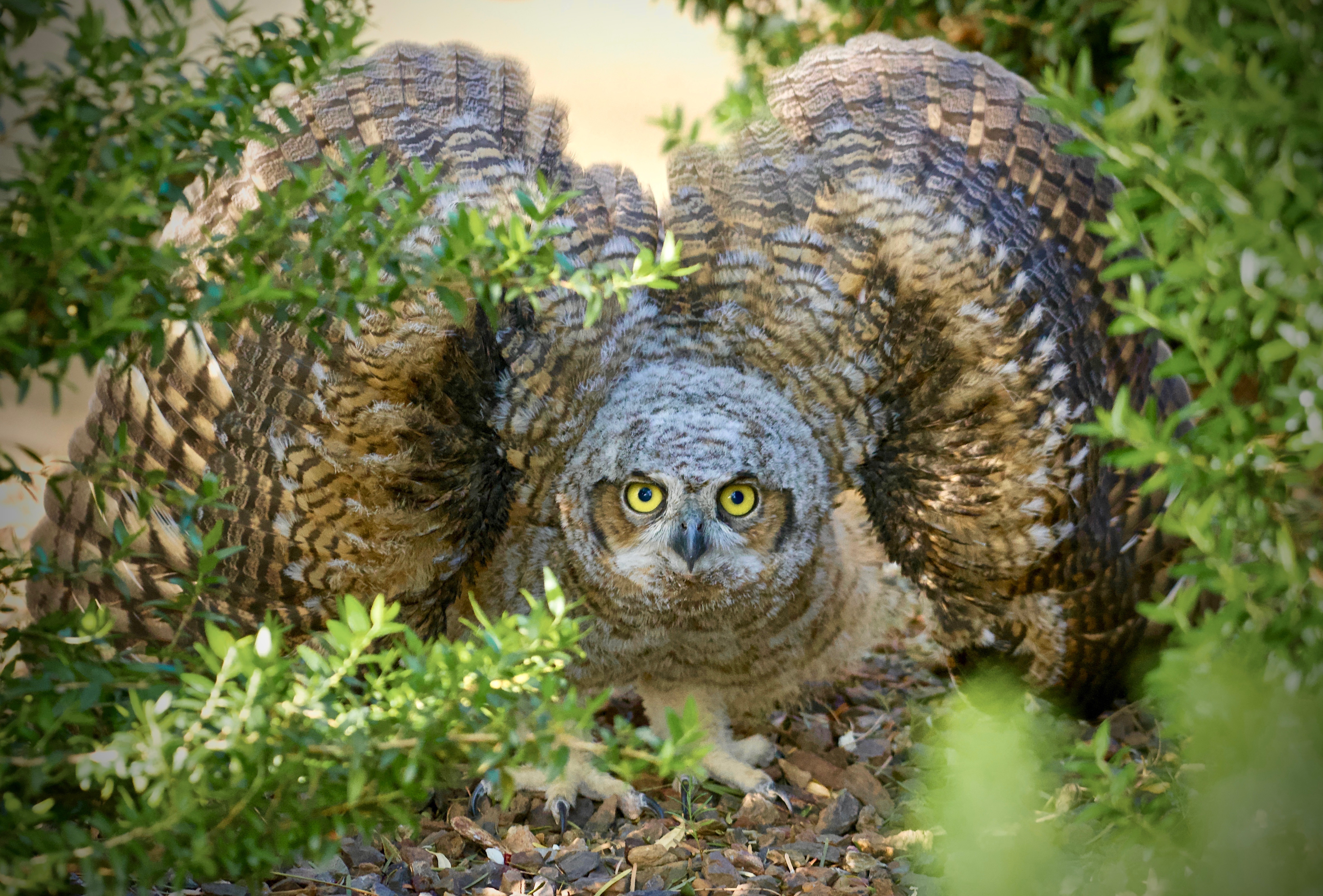 Photo by Mark Koster  |  I was as surprised as this Great Horned Owlet while searching for "Owl Pellets" near the nest !