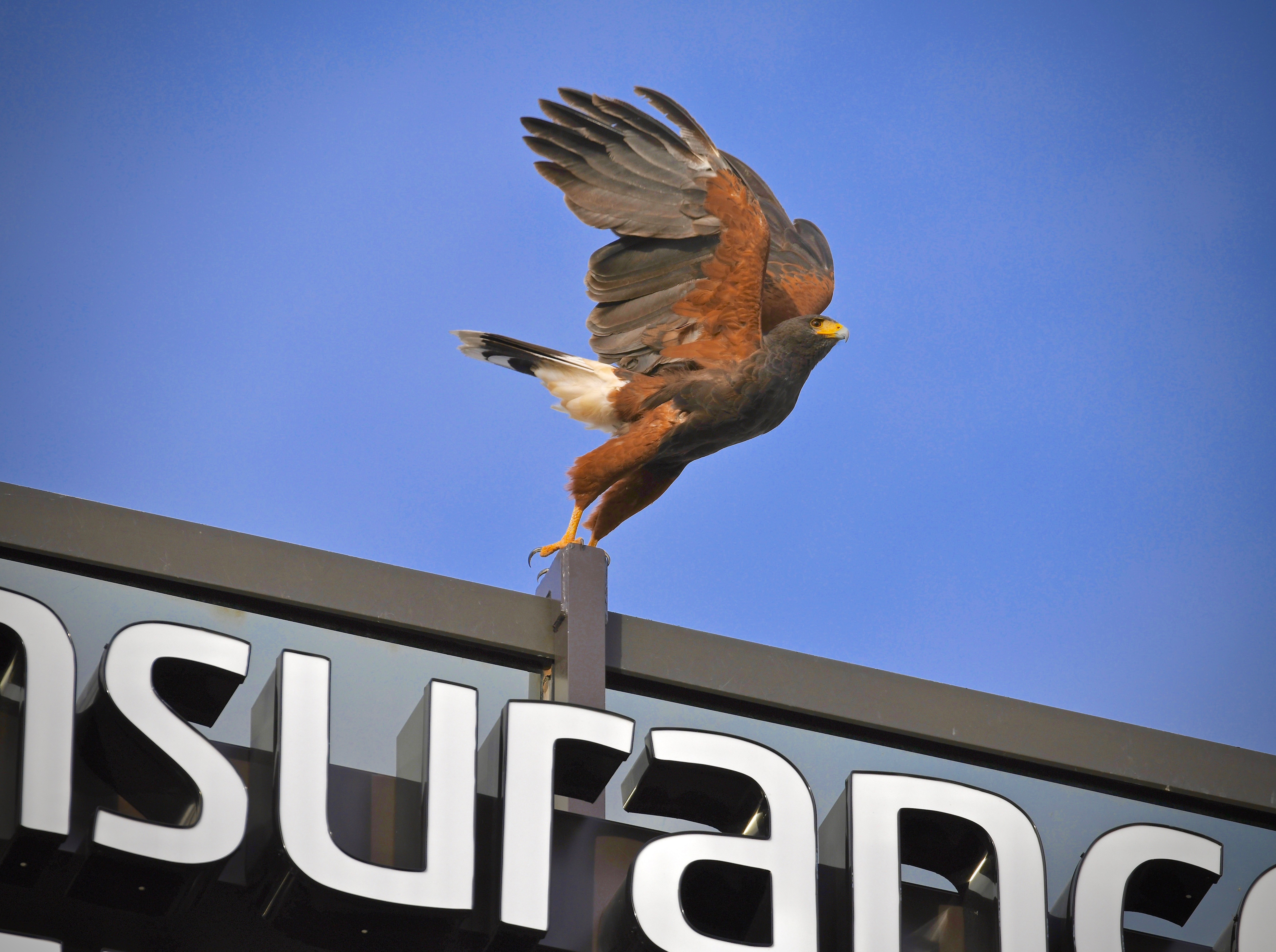 Photo by Mark Koster  |  A Harris's Hawk Launches from the roof of an Insurance building in the Heart of Scottsdale !