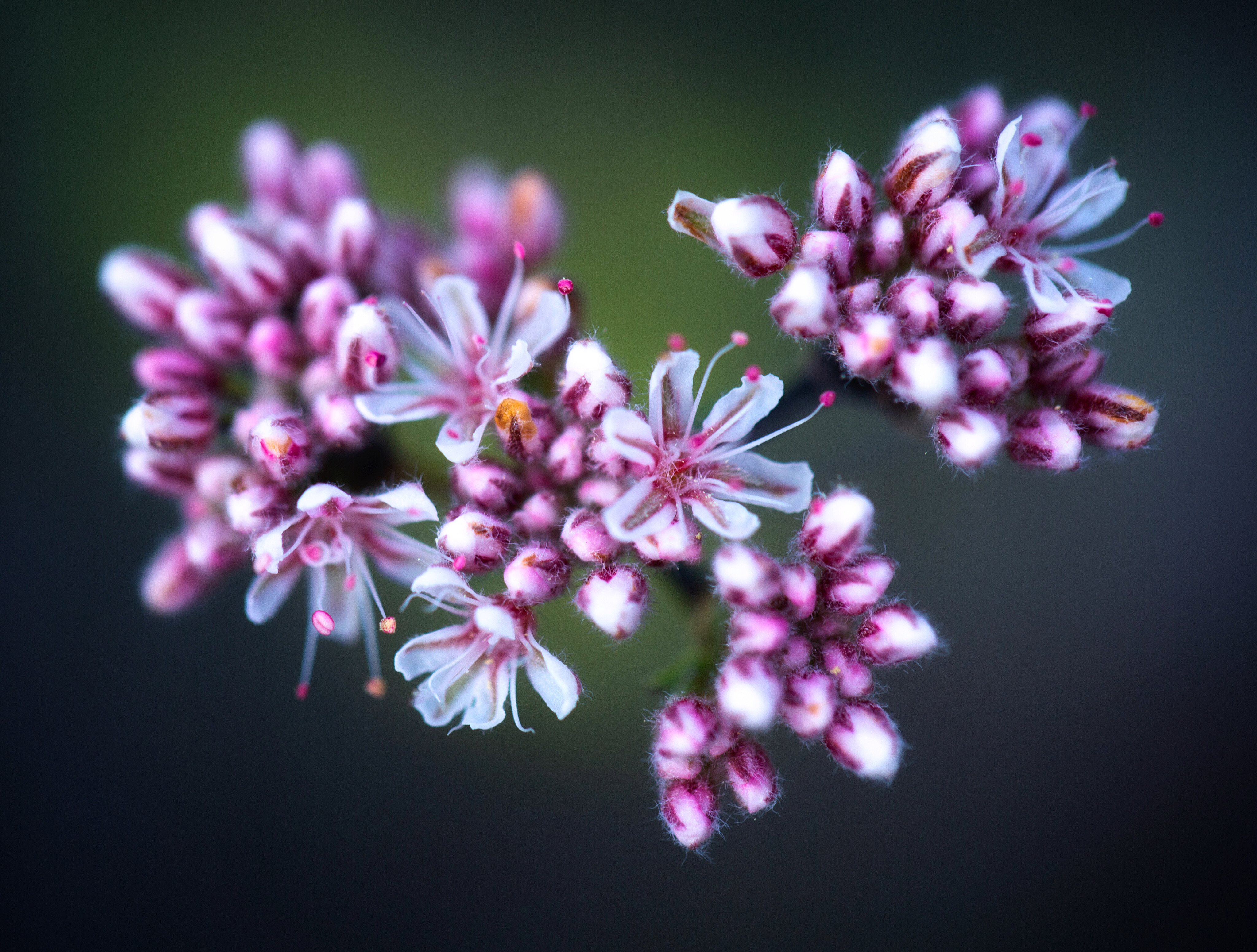 Photo by Lisa Marcelle Nowitz  |  Desert buckwheat blossoms in spring