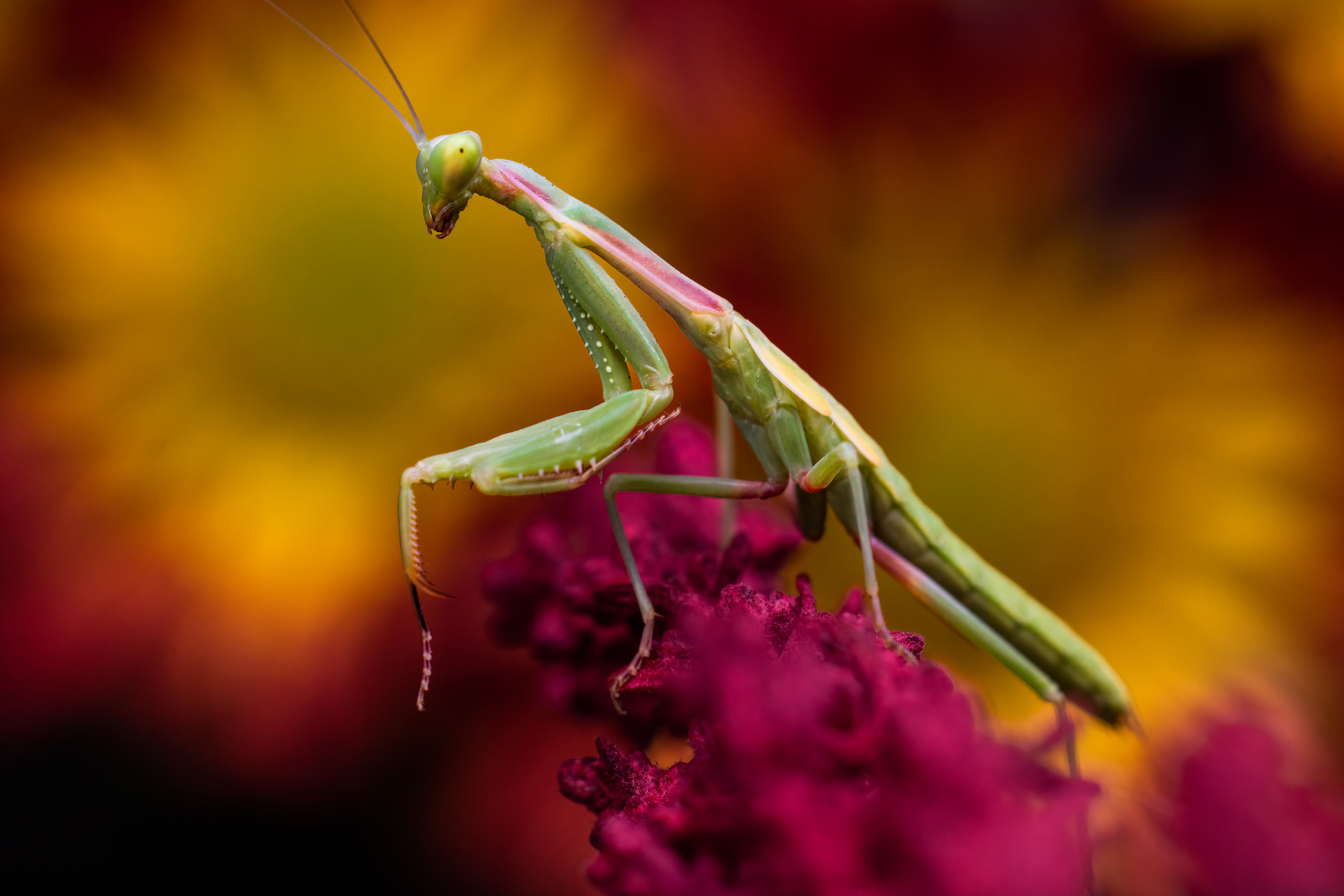 Photo by Jonathan Cline  |  A small green mantis with some nice coloring perched on a small plant with some flowers off in the background.  These insects are always fun to find and really seem to have a personality to them