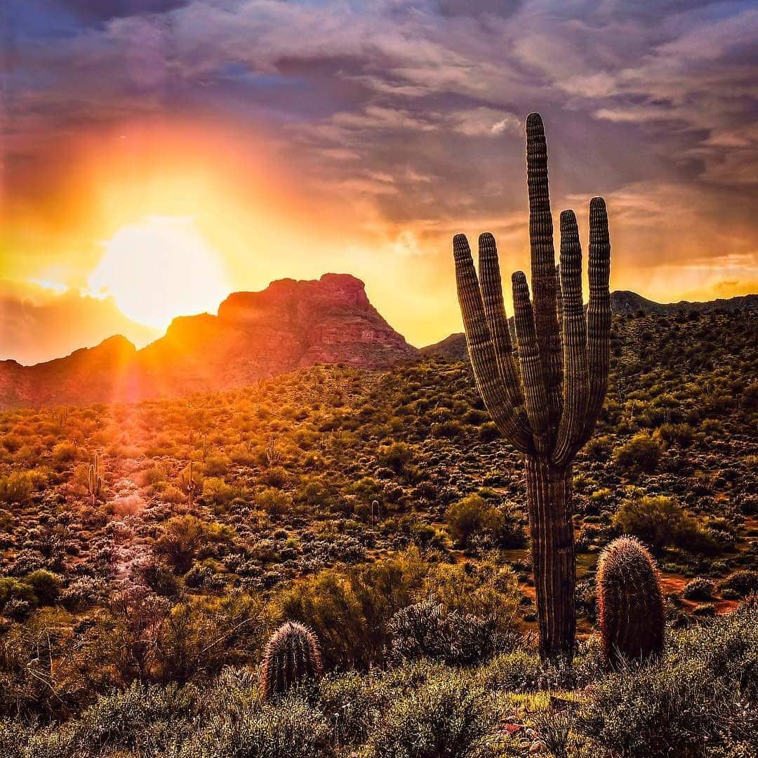 Photo by Mitch Deusterman  |  Arizona Sunset over a 
Saguaro . . .